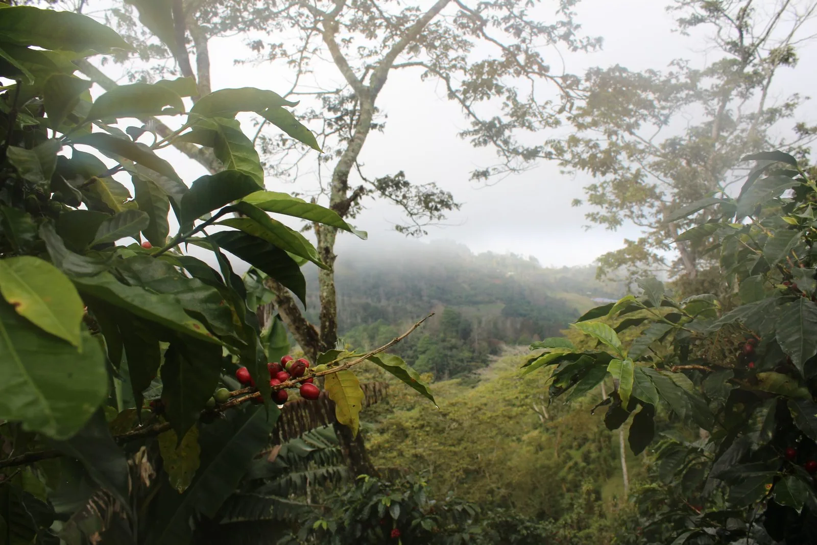 Plantación de café verde de altura con cerezas maduras — agricultura y origen Transxpo